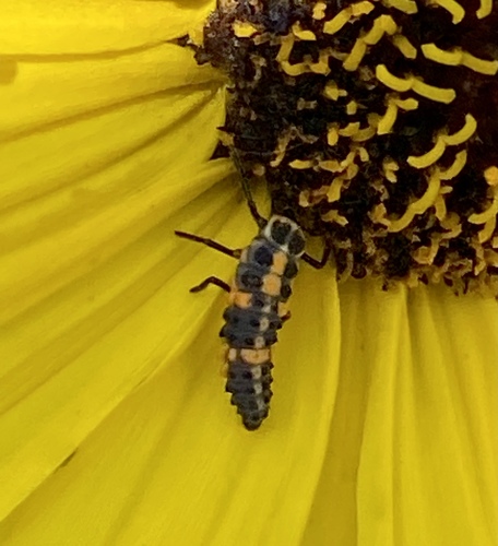 iNaturalist observation photo of Spotless Lady Beetle