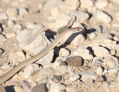 Psammophis notostictus