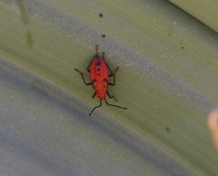 Probergrothius angolensis