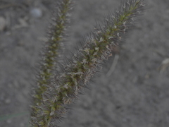 Cenchrus ciliaris