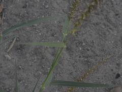 Cenchrus ciliaris