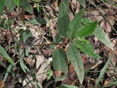 Commersonia dasyphylla