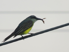 Tyrannus melancholicus