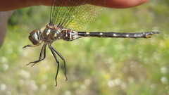 Somatochlora forcipata