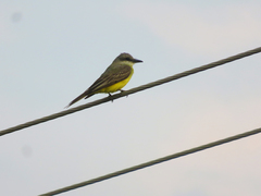 Tyrannus melancholicus