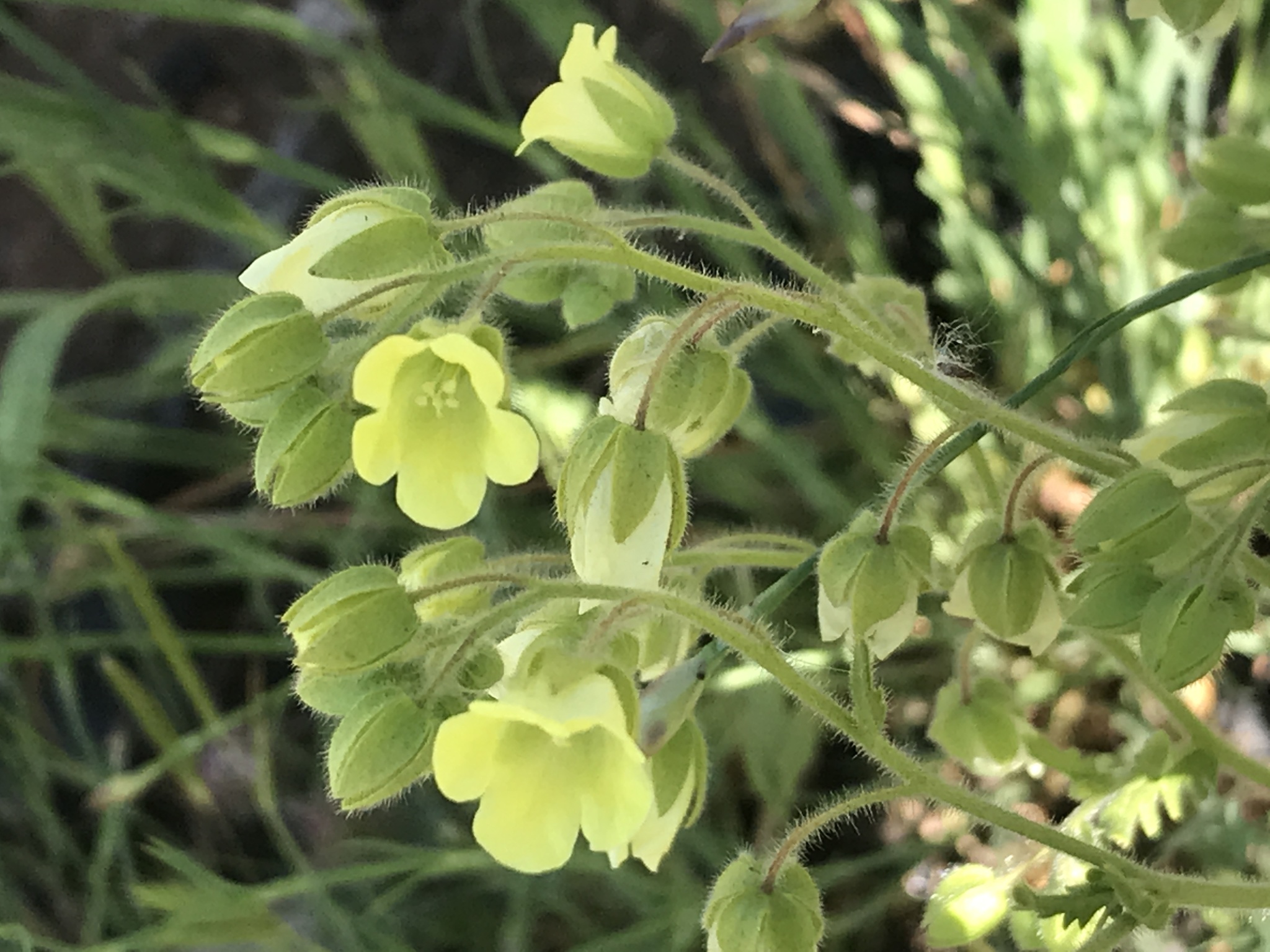 Emmenanthe penduliflora