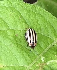 Kuschelina petaurista