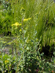 Senecio subcanescens