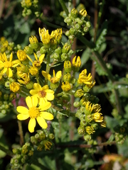 Senecio subcanescens