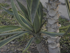 Agave