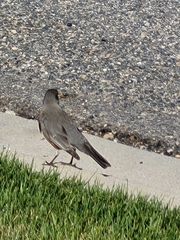 Turdus migratorius