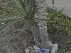 Agave