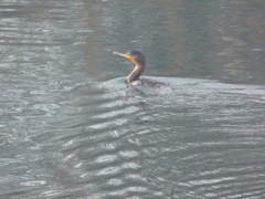 Phalacrocorax carbo