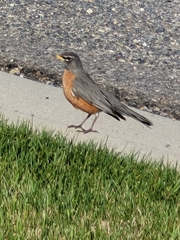 Turdus migratorius
