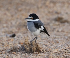 Lanioturdus torquatus