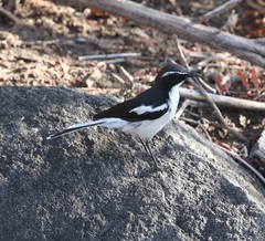 Xenocopsychus ansorgei