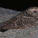 Freckled Nightjar - Photo (c) Mikael Bauer, some rights reserved (CC BY-NC), uploaded by Mikael Bauer