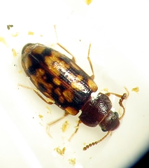 Mycetophagus pluripunctatus