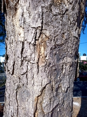 Roseodendron donnell-smithii