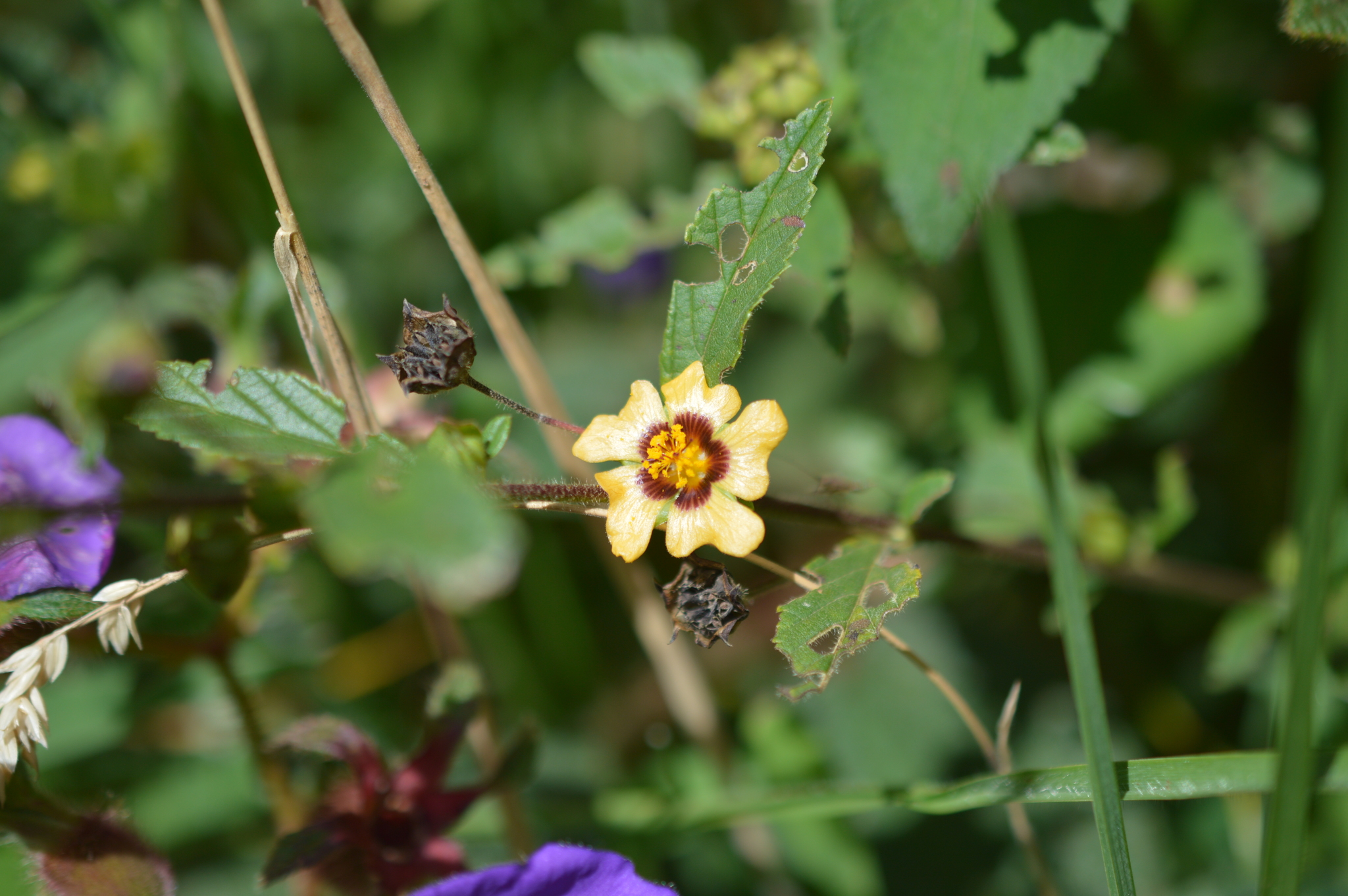 Sida rhombifolia image