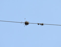 Tillandsia recurvata