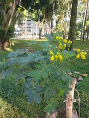 Senna pendula