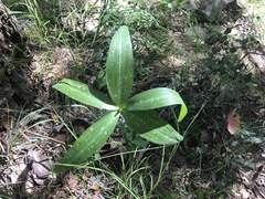 Lilieae