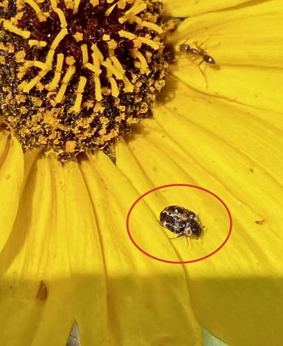 iNaturalist observation photo of Anthrenus lepidus