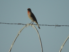 Haemorhous mexicanus