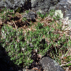 Paronychia argyrocoma