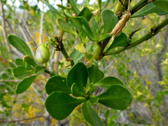 Anthocercis