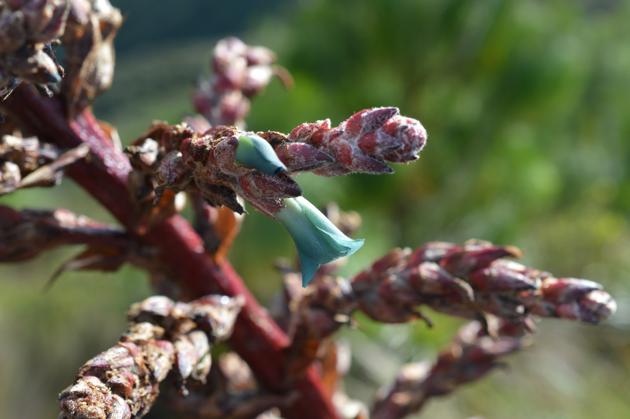 Puya parviflora image