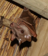 Epomophorus angolensis