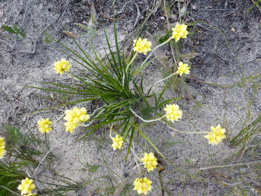 Conostylis aculeata (Conostylis aculeata)