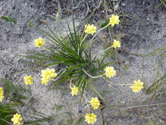Prickly Conostylis (Conostylis aculeata)
