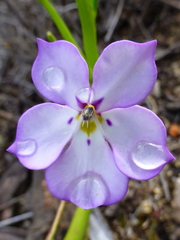 Isotoma hypocrateriformis
