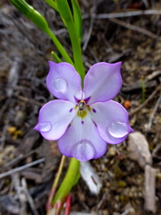 Isotoma hypocrateriformis