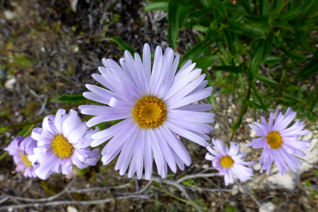 Pembertonia