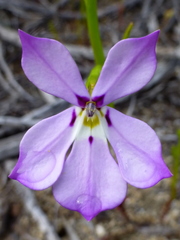 Isotoma hypocrateriformis