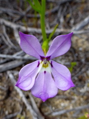 Isotoma hypocrateriformis