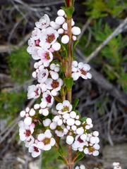 Thryptomene