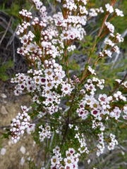 Thryptomene