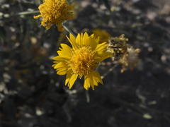 Verbesina encelioides