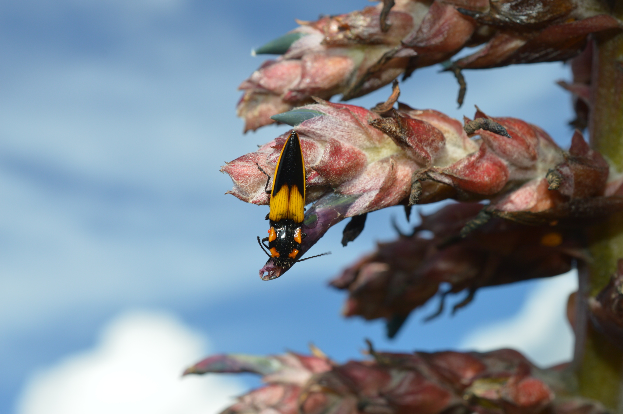 Systasidae image