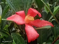 Camellia azalea