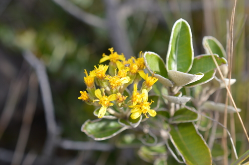 Gynoxys buxifolia image