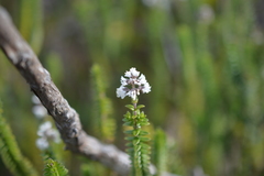 Valeriana microphylla image