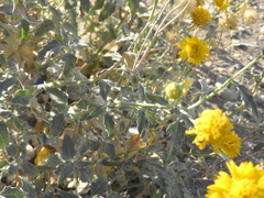 Verbesina encelioides