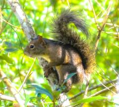 Sciurus aestuans ingrami