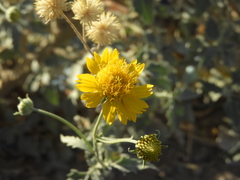 Verbesina encelioides